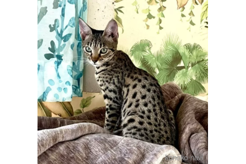 成約済の茨城県のサバンナキャット-110571の3枚目